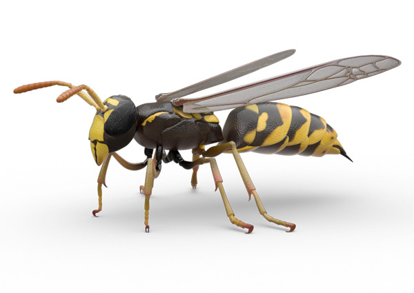 Wasp!